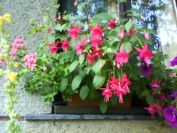fuchsie - léto 2010