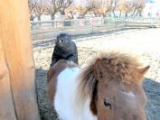 Dva v Polické ZOO
