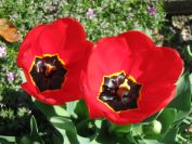 tulipán