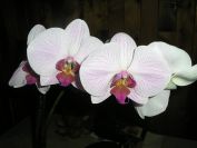 Orchideje