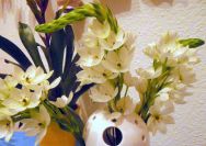  Ornithogalum