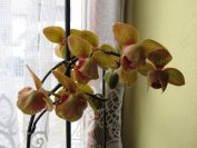 orchidej