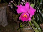 Výstava orchidejí v Drážďanech 2013