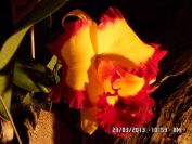 orchidej