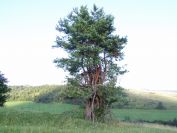 Borovice