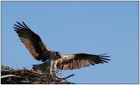 Osprey