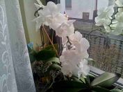 Bílá orchidei