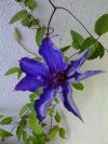 CLEMATIS na balkonu
