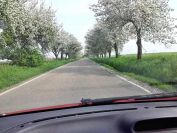 Kvetoucí silnice