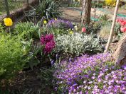 Hyacinty