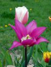 tulipány