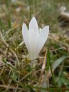 krokusy