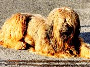 briard
