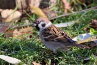 Vrabec domácí (Passer domesticus)