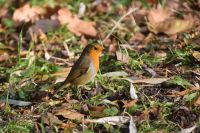 Červenka obecná (Erithacus rubecula)