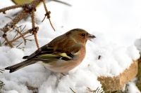 Pěnkava (Fringilla coelebs)