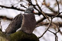 HOLUB HŘIVNÁČ (columba palumbus)