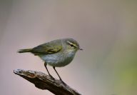 Budníček lesní (Phylloscopus sibilatrix)