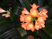Fotogalerie