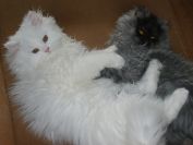 Vanesa a Max